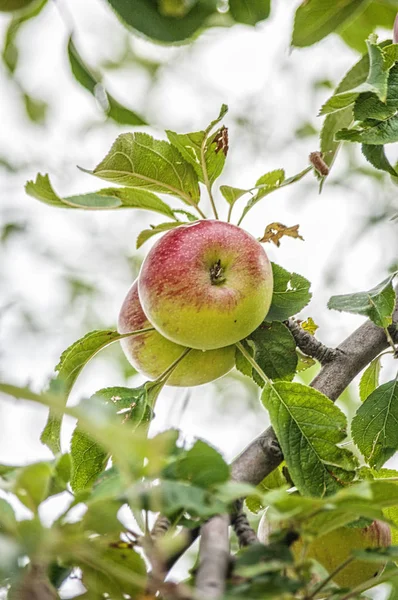 Яблоко на бранче в летнем саду, крупным планом — стоковое фото