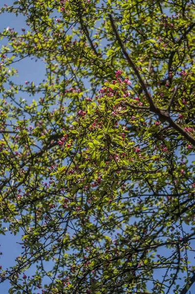 Plants growing on branch of tree — Stock Photo, Image