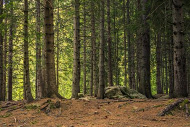 Smolyan kenti yakınlarındaki göl ve kayalar, Rodop dağları, Bulgaristan yaz mevsiminde