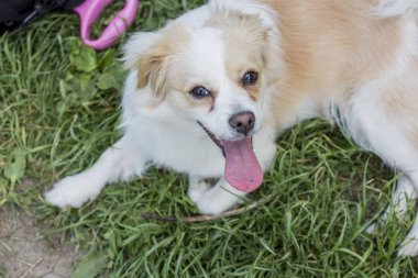 Çok güzel karışık doğurmak köpek çim