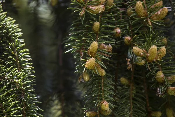 FIR tree förgrena sig med en ny kon — Stockfoto