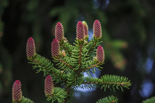 Red fir cone during spring on a evergreen tree, close up — Stock Photo, Image