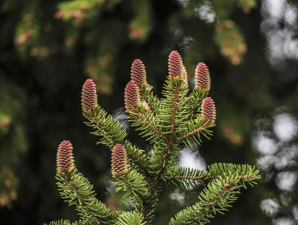 Cone de abeto vermelho durante a primavera em uma árvore sempre verde, close-up — Fotografia de Stock