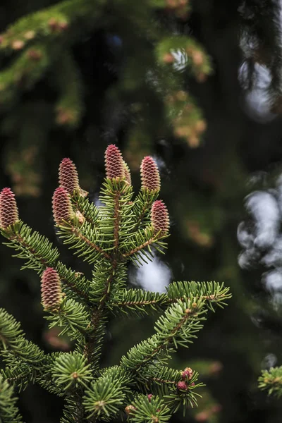 Red fir kegel tijdens lente op een groenblijvende boom, close-up — Stockfoto