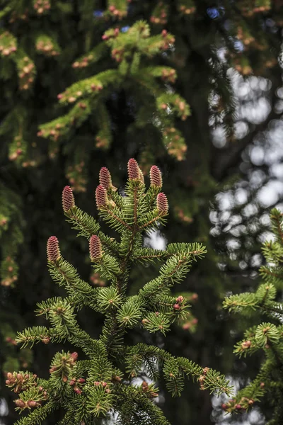 Röd Gran kotte under våren på en vintergröna träd, närbild — Stockfoto