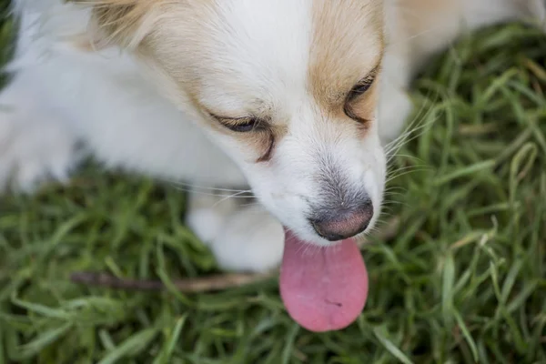 Schattig kruising pup in het gras — Stockfoto