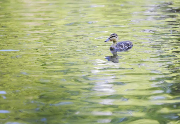 Familia de patos. — Foto de Stock