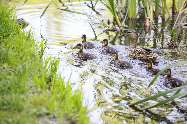 Familia de patos. — Foto de Stock