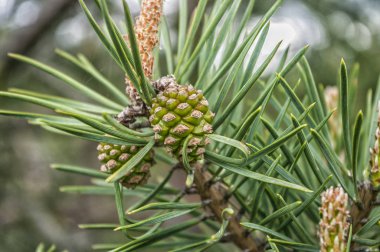 Bir çam dalı görünümünü kapat