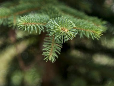 Bir çam dalı görünümünü kapat