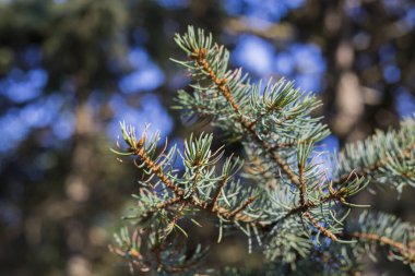 Bir çam dalı görünümünü kapat