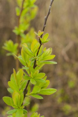 Bahar yaprakları, taze, yeşil, genç bitkiler üzerinde ağaç, bokeh arka plan ile görüntü şube büyüyor