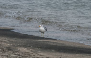 üzerinde yiyecek arayan sahil kumu martılar