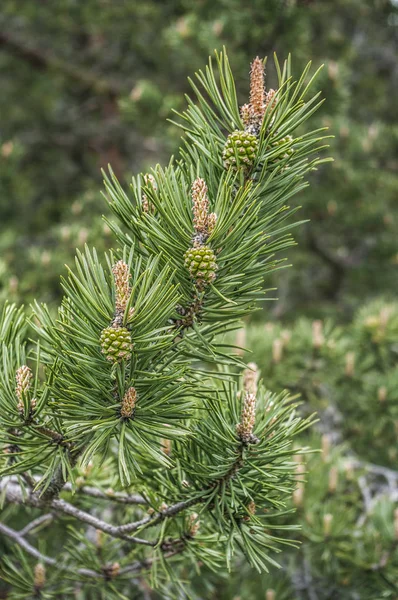 På nära håll beskåda av en tall gren — Stockfoto