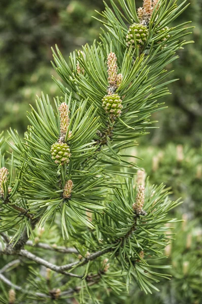 På nära håll beskåda av en tall gren — Stockfoto