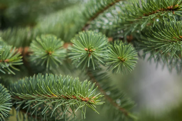 Close-up van een bijkantoor pine — Stockfoto