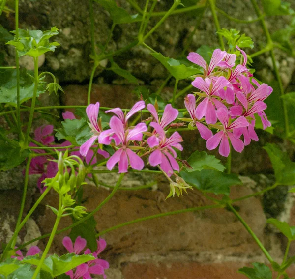 Pink bicolor geraniums in the home garden. — Stock Photo, Image