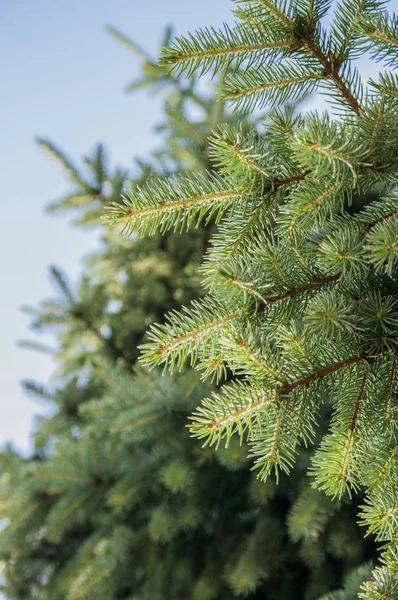 Close-up van een bijkantoor pine Stockfoto