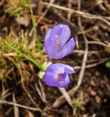 Çiğdemler aile yakın çekim