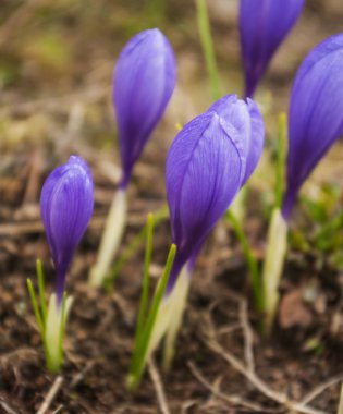 Çiğdemler aile yakın çekim