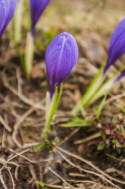 Çiğdemler aile yakın çekim