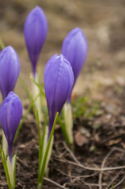 Çiğdemler aile yakın çekim