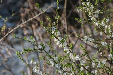 Pembe çiçekler ilkbaharda çiçek açan ağacıyla. Bahar.
