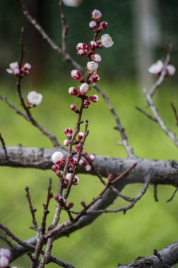 Pembe çiçekler ilkbaharda çiçek açan ağacıyla. Bahar.