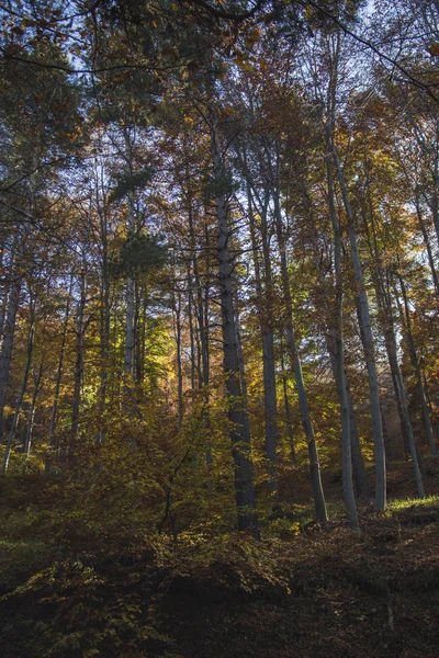 ブルガリアの秋の風景 カラフルな秋の森 — ストック写真