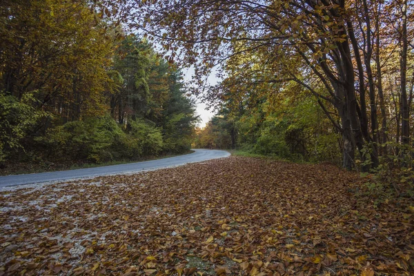 Paysage Automne Rodopi Bulgarie Forêt Automne Colorée — Photo