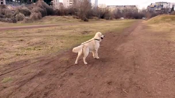 可爱的金毛猎犬 带着皮带站在外面 — 图库视频影像