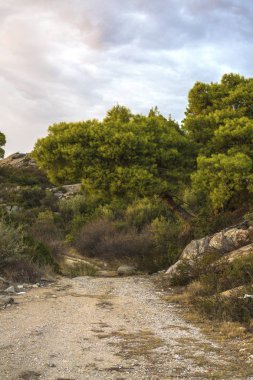 Nikiti, Sithonia, Halkidiki, Yunanistan plajı