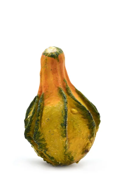 Una calabaza larga —  Fotos de Stock