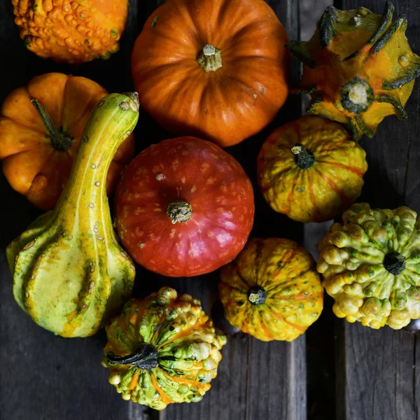 Sommige verschillende pompoenen — Stockfoto