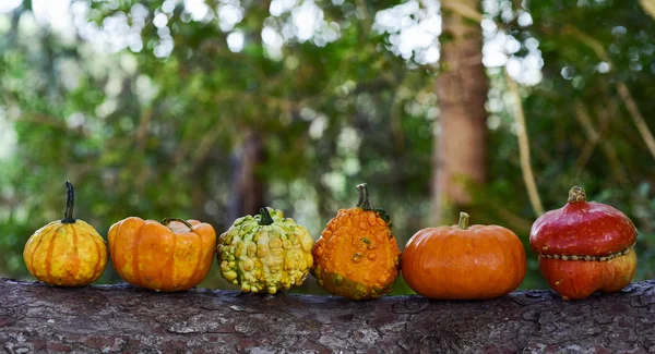 Pumpkins on a tree — Stock Photo, Image