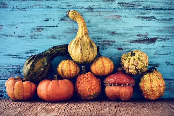 Surtido de diferentes calabazas — Foto de Stock