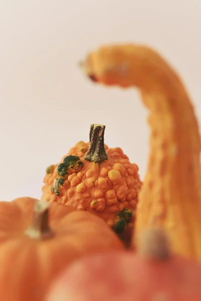 Assortment of pumpkins — Stock Photo, Image