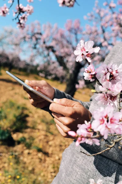 Muž v tabletu v háji mandloňových sadů v plném květu — Stock fotografie
