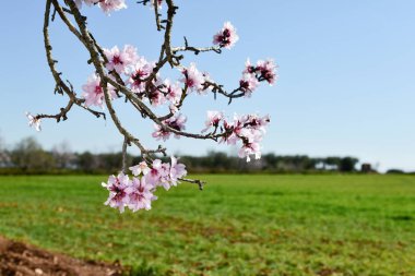 tam Bloom badem ağacı