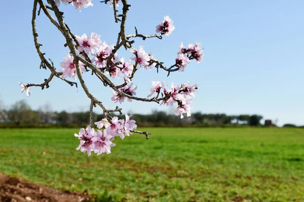 Almendro en plena floración — Foto de Stock
