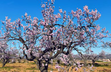 badem ağaçları tam Bloom