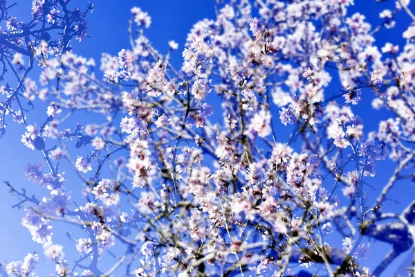 Mehrfachbelichtung von Mandelbäumen in voller Blüte — Stockfoto