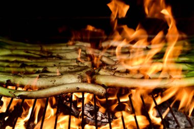 barbecuing calcots, sweet onions typical of Catalonia, Spain clipart
