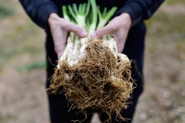 man with calcots, sweet onions typical of Catalonia, Spain clipart