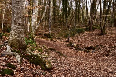 La Fageda den Jorda forest, in Spain clipart