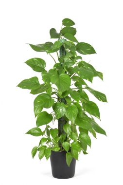 Epipremnum aureum bitki veya altın pothos