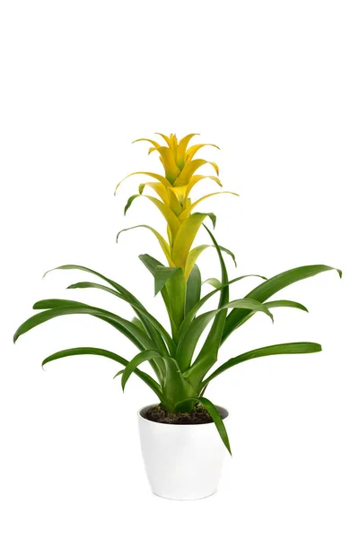 Yellow Bromeliad Guzmania plant — Stock Photo, Image