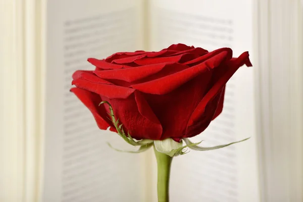 Röd ros i en öppen bok — Stockfoto