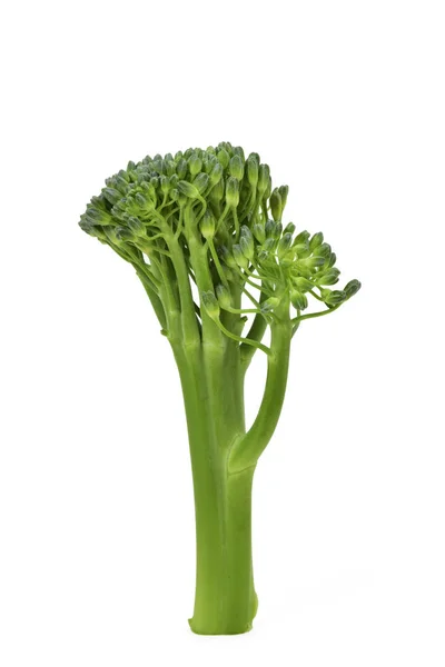 茎的西兰花 — 图库照片