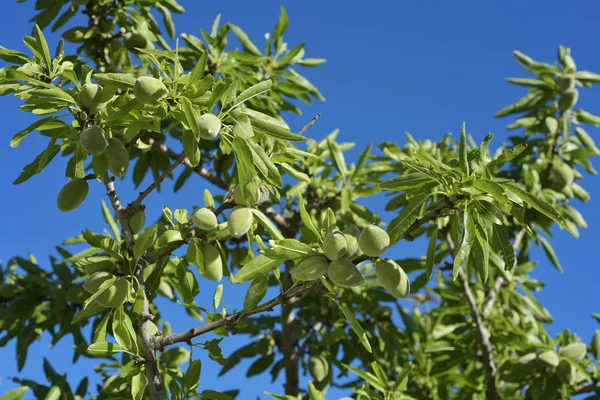 Branche d'amandier aux amandes vertes — Photo